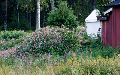BB 13 0547 / Impatiens glandulifera / Kjempespringfrø